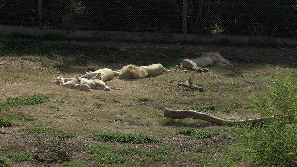 Białe lwiątka bawią się lwicą. Lwy śpią. Lwy w afrykańskim zoo na świeżym powietrzu. Zwierzęta są niechętne. Zagrożone gatunki zwierząt. - Zdjęcie, obraz