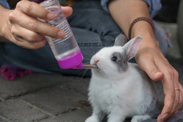 Закрыть маленький белый серый кролик питьевой воды от кормления бутылку воды на женщину, держащую кормушку. - Фото, изображение