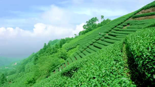 Teefelder am Hang. Teebauern bei der Arbeit. Xiaoyeliu hat eine einzigartige geologische Landschaft, Taitung, Taiwan. - Filmmaterial, Video