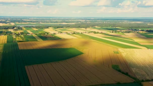 Absztrakt geometriai formák mezőgazdasági parcellák különböző növények sárga és zöld színekben. Légi felvétel a drónról, közvetlenül a mező felett. - Felvétel, videó