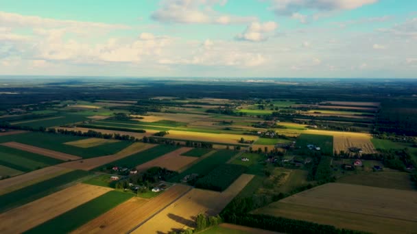 Αφηρημένα γεωμετρικά σχήματα αγροτεμαχίων διαφορετικών καλλιεργειών σε κίτρινα και πράσινα χρώματα. Αεροφωτογραφία πυροβολούν από drone ακριβώς πάνω από το πεδίο - Πλάνα, βίντεο