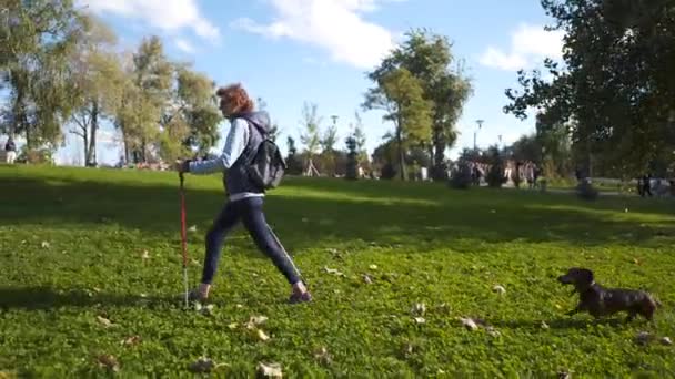 Caucásico delgada anciana activa ocio paseo escandinavo con palos y perro salchicha en el parque de la ciudad, tiempo soleado. Mujer mayor activa practicando el senderismo nórdico con postes al aire libre con mascota - Metraje, vídeo