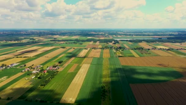 Formas geométricas abstractas de parcelas agrícolas de diferentes cultivos en colores amarillo y verde. Vista aérea disparar desde el dron directamente sobre el campo - Imágenes, Vídeo