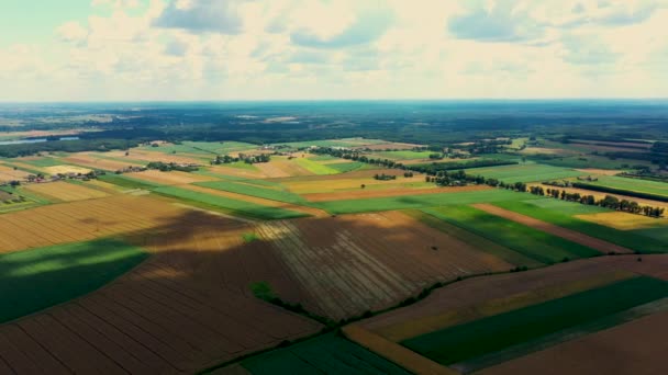 Formas geométricas abstratas de parcelas agrícolas de diferentes culturas em cores amarelas e verdes. Tiro da vista aérea do drone diretamente acima do campo - Filmagem, Vídeo