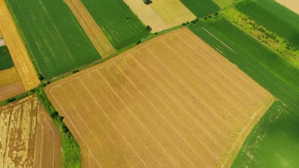 Verticale strepen van percelen landbouwgrond van verschillende gewassen. Luchtopname vanuit de drone direct boven het veld - Video