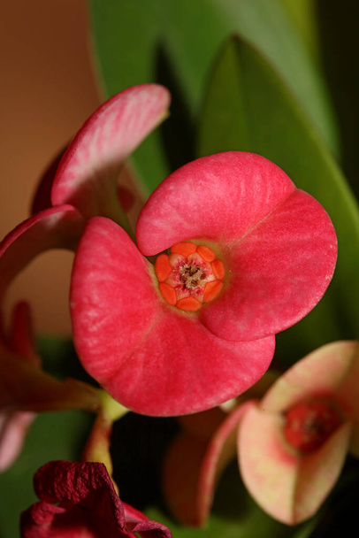 Euphorbia milli kwiat zbliżenie rodzina euphorbiaceae nowoczesne tło wysoka jakość wydruku - Zdjęcie, obraz