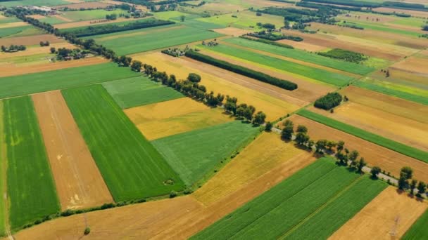 Campos verdes vista aérea antes de la cosecha en verano. Aeronaves de carretera - Imágenes, Vídeo