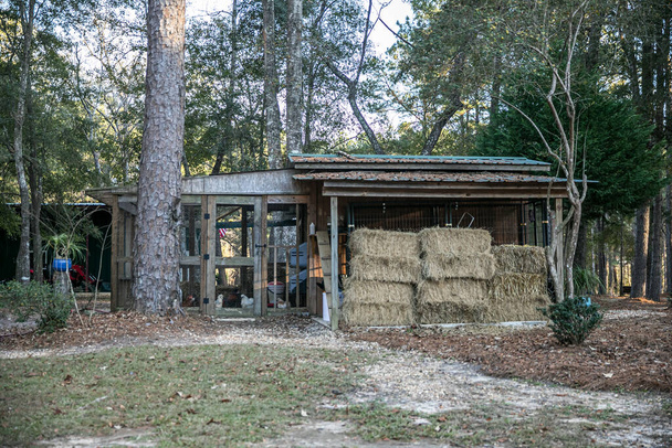 Деревянное курятник на сельской собственности дома с цыплятами внутри - Фото, изображение