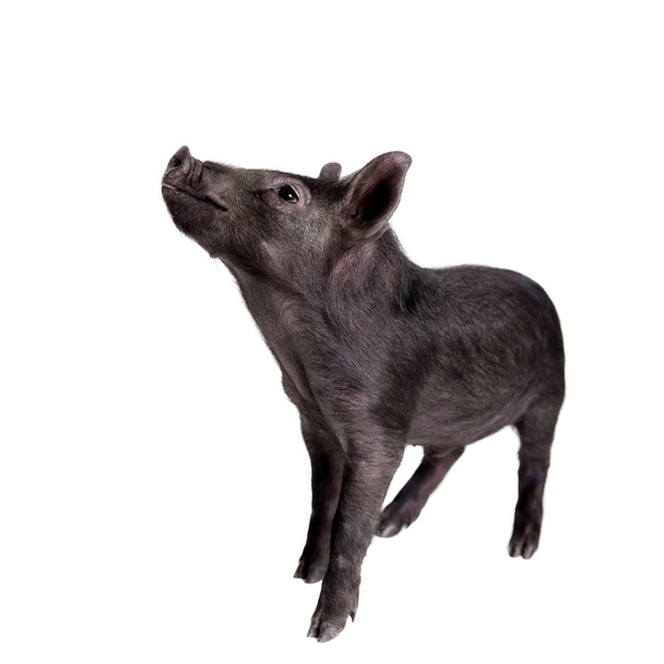 Чорна свиня ізольована на білому
 - Фото, зображення