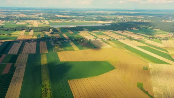Зеленый абстрактный образ диагональных линий от различных культур в поле в начале лета, стрелять с беспилотника прямо над землей - Кадры, видео