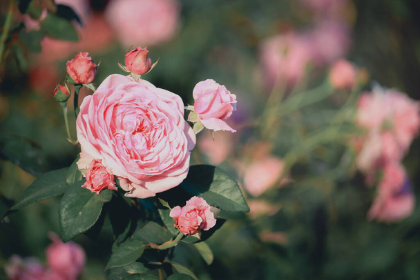 Λευκά τριαντάφυλλα ανθίζουν στον καλοκαιρινό κήπο, ένα από τα πιο ευωδιαστά λουλούδια, με την καλύτερη μυρωδιά, όμορφα και ρομαντικά λουλούδια - Φωτογραφία, εικόνα