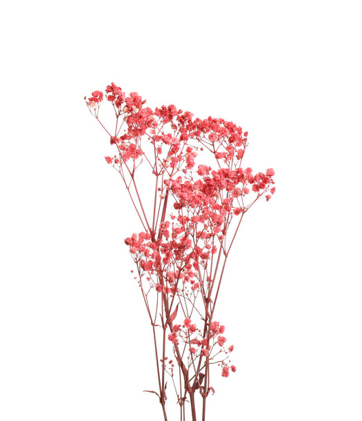 Beautiful tender dried flowers on white background. - Photo, Image