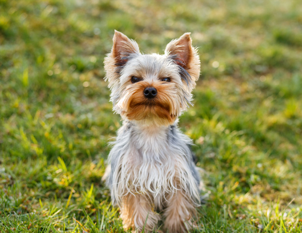 aranyos kis yorkshire terrier - Fotó, kép