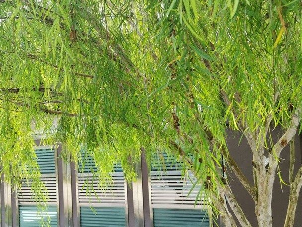 leafy weeping willow by the street. - Photo, Image