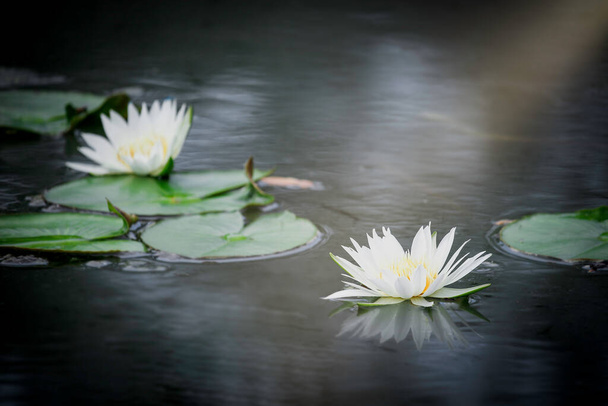 Güzel beyaz nilüfer çiçeği ya da gölette suyla yansıyan nilüfer çiçeği.  - Fotoğraf, Görsel
