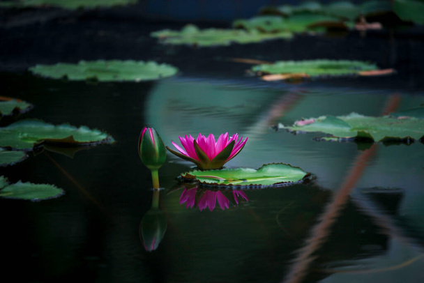 Beautiful pink purple waterlily or lotus flower in pond with reflecting on the water  - Fotoğraf, Görsel