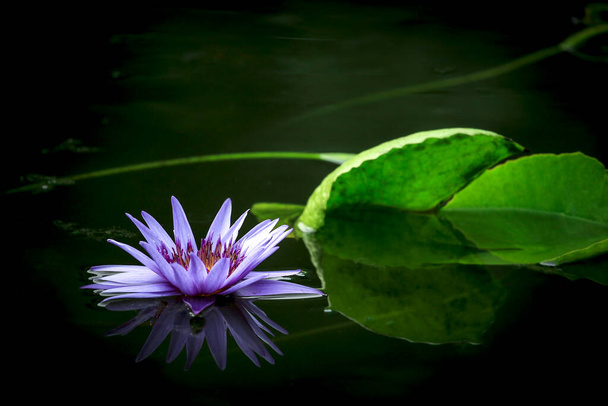 Красива фіолетова квітка водяної лілії або лотоса в ставку з відображенням на воді
  - Фото, зображення
