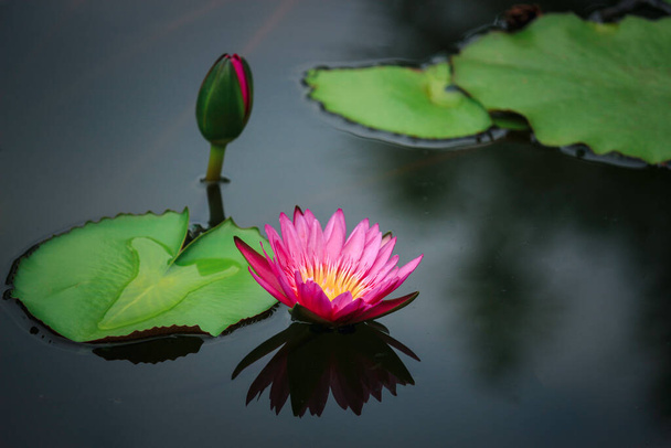 Belle fleur de nénuphar rose violet ou de lotus dans l'étang avec réflexion sur l'eau  - Photo, image