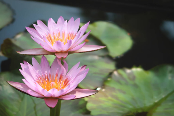 Su yüzeyinde açan güzel mor nilüfer çiçeği. Su birikintisindeki nilüfer çiçeğinin yansıması.  - Fotoğraf, Görsel