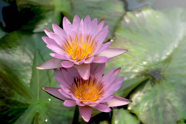 Прекрасна фіолетова квітка лілії лотоса, що розквітає на поверхні води. Відбиття квітки лотоса на водоймі
.  - Фото, зображення