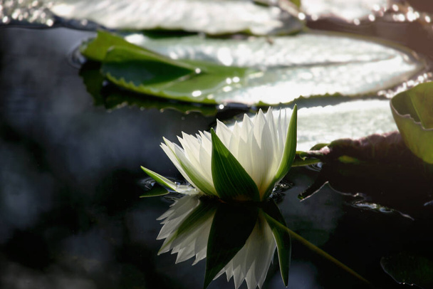 Bella giglio d'acqua bianca fiore di loto che fiorisce sulla superficie dell'acqua. Riflessione del fiore di loto sullo stagno d'acqua. - Foto, immagini