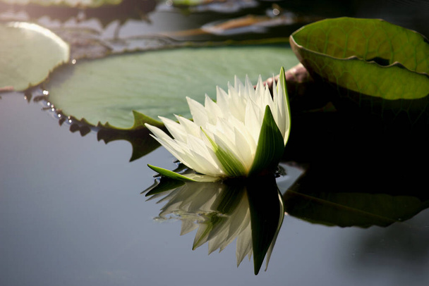 Όμορφο λευκό λουλούδι νούφαρο του νούφαρου που ανθίζει στην επιφάνεια του νερού. Αντανάκλαση του λωτού λουλούδι στη λίμνη νερού. - Φωτογραφία, εικόνα