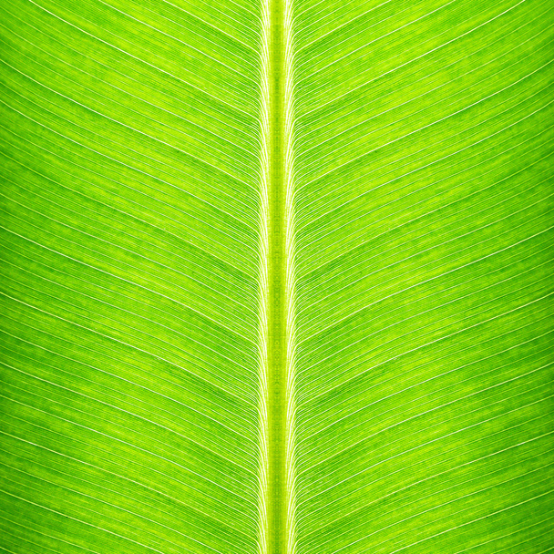 Textura de hoja de plátano verde - fondo natural - Foto, imagen