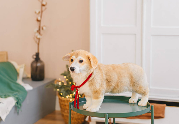 愛らしいウェールズのコーギー・ペンブローク子犬。クリスマス子犬. - 写真・画像
