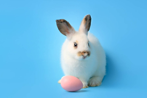 Happy white bunny rabbit with painted pink Easter egg on blue background. Celebrate Easter holiday and spring coming concept. - Fotoğraf, Görsel
