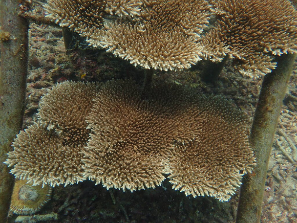 5-річна трансплантація коралів у розпліднику коралів для морського збереження
 - Фото, зображення