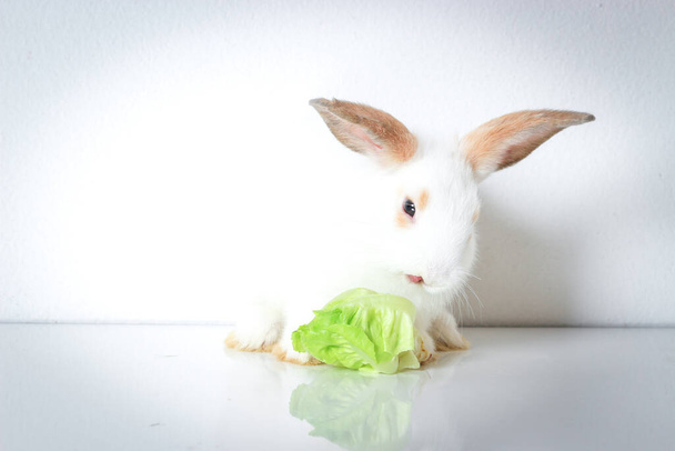 Ein niedliches weißes Kaninchen mit langen braunen Ohren auf weißem Hintergrund, entzückendes Kaninchen-Haustier, das köstliches grünes Gemüse isst, vegetarisches Tier - Foto, Bild