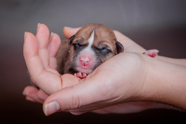 Newborn basenji puppy (first day) - Foto, afbeelding