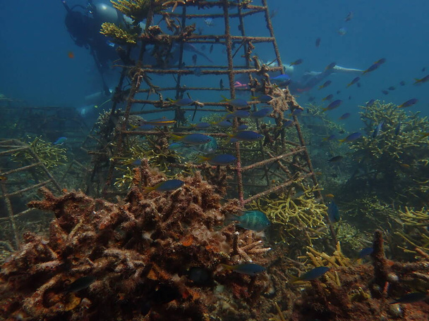 Az 5 éves koralltranszplantáció a korallóvodában a tengeri védelem érdekében - Fotó, kép
