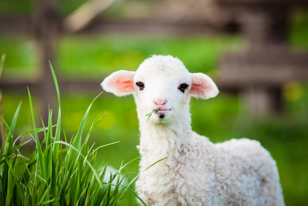 緑の春の牧草地で可愛い子羊の放牧の肖像画 - 写真・画像