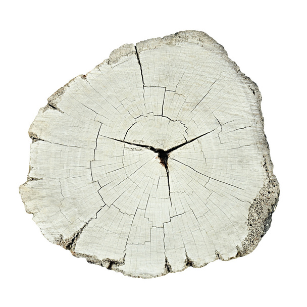 eski ağaç kütüğü - Üstten Görünüm - Fotoğraf, Görsel