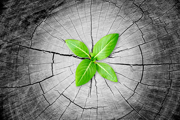 Grüner Sämling wächst aus Baumstumpf - Regenerations- und Entwicklungskonzept - Foto, Bild