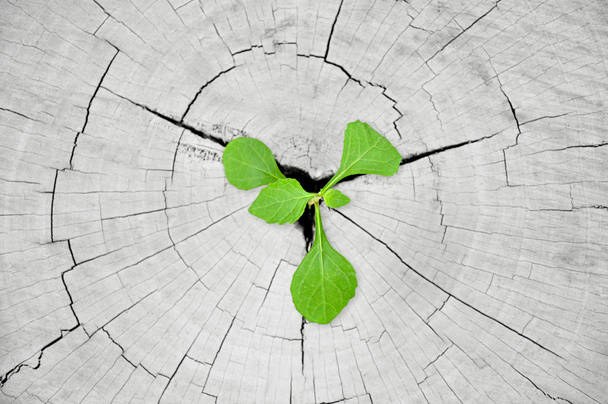 groene zaailing groeien uit boomstronk - regeneratie en ontwikkelingsconcept - Foto, afbeelding