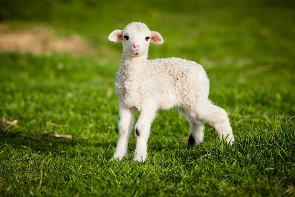 Porträt des niedlichen kleinen Lammes, das auf der grünen Frühlingswiese weidet - Foto, Bild