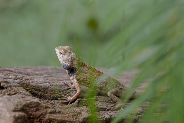 A selective focus of a small iguana on a rock - 写真・画像