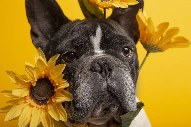 Un retrato aislado de bulldog francés con girasoles sobre fondo amarillo - Foto, imagen