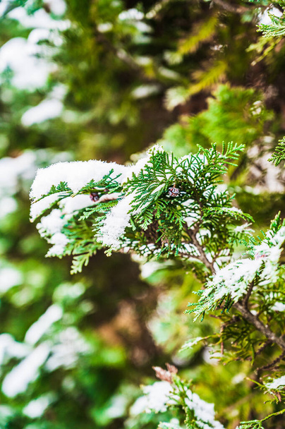 A selective focus shot of snow-covered coniferous tree branches - Fotó, kép