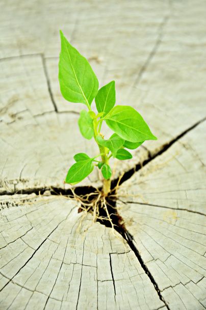 Grüner Sämling wächst aus Baumstumpf - Regenerations- und Entwicklungskonzept - Foto, Bild