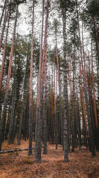 Birbirine çok yakın uzun ağaçların olduğu bir ormanın dikey görüntüsü. - Fotoğraf, Görsel