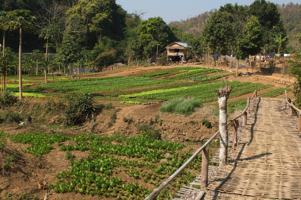 Laoská zeleninová zahrada. - Fotografie, Obrázek