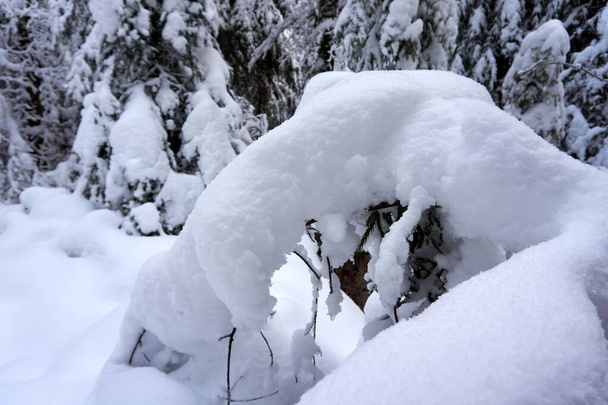 Közelkép egy faágról az erdőben, és hó borítja őket. - Fotó, kép