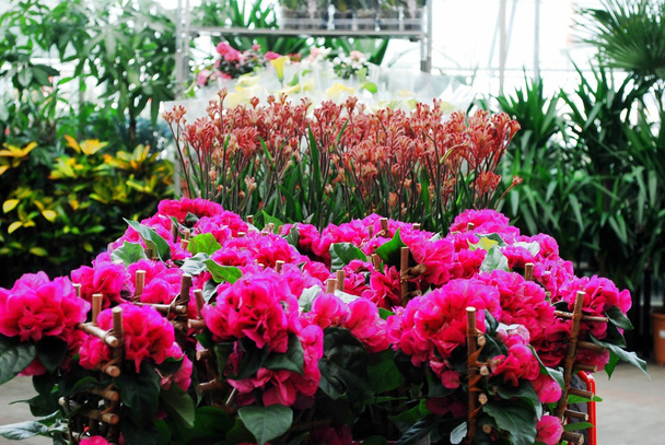 roze rode bloem planten in de serre - Foto, afbeelding