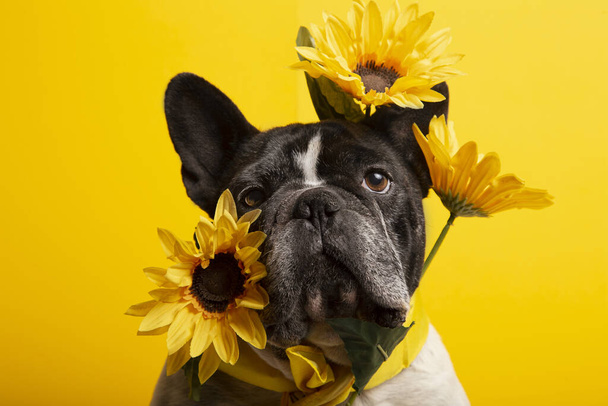 A closeup shot of a French bulldog with sunflowers on a yellow background - Fotografie, Obrázek