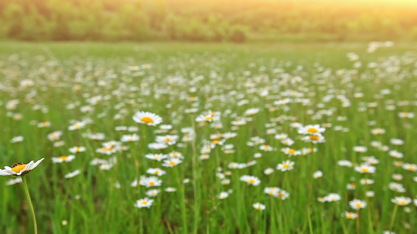 Kamille bloemen veld - Video