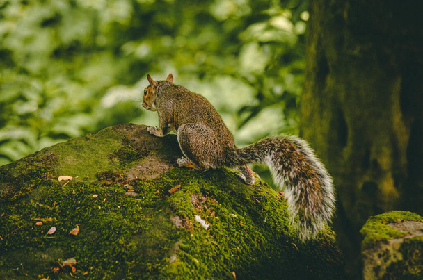 A closeup shot of an eastern gray squirrel - Φωτογραφία, εικόνα