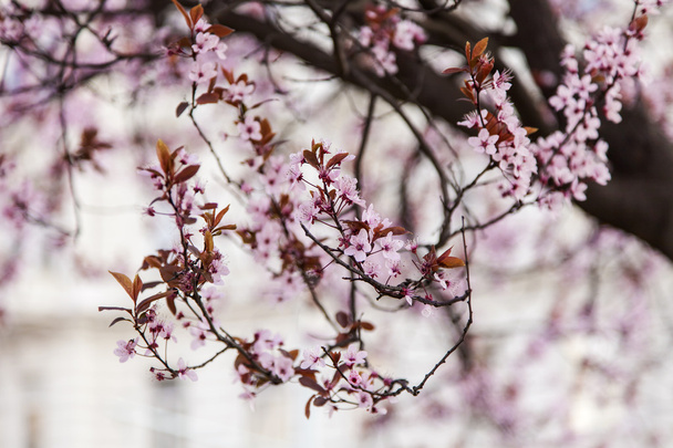 Branch of a blossoming fruit tree - Photo, image